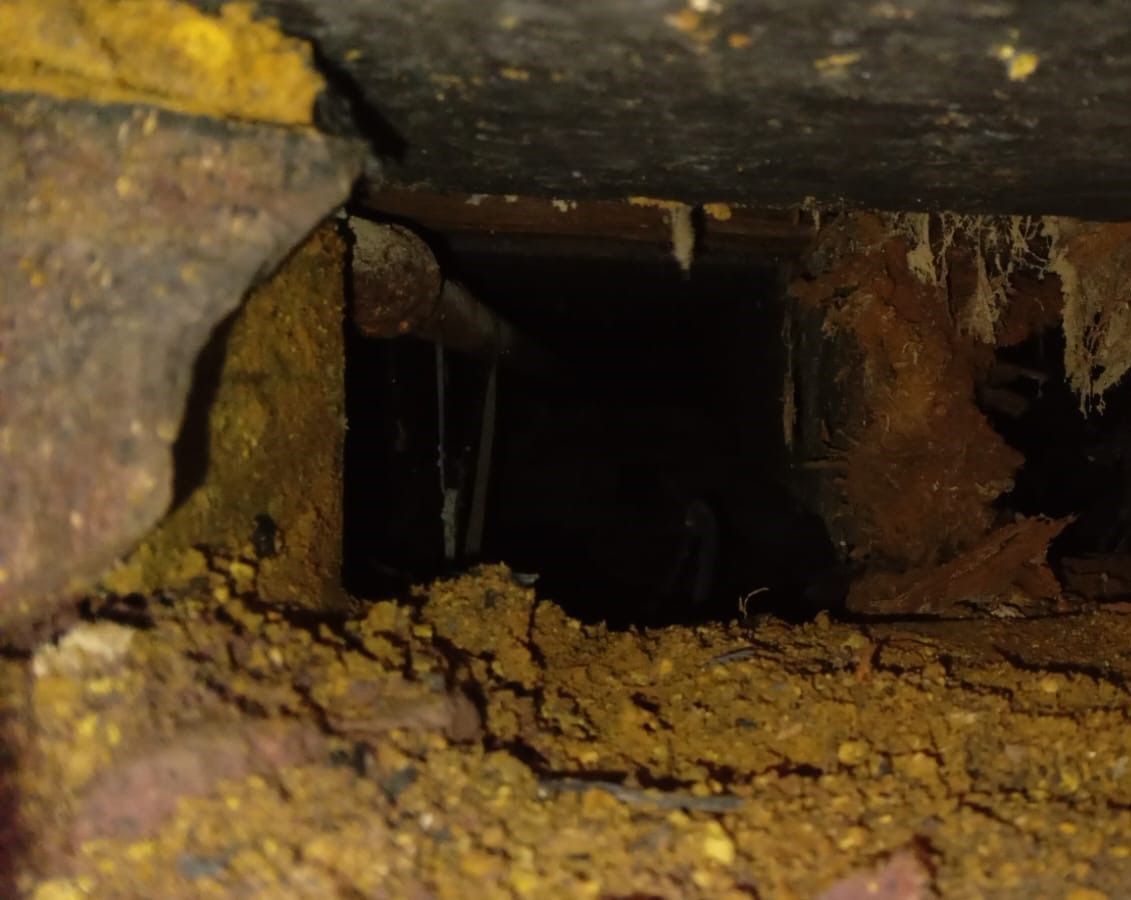 Dry rot outbreak below the floor of a 1920s flat in Cambridge.